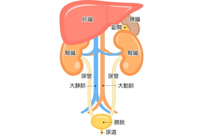 腎臓とその他臓器の解説図
